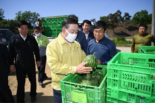 2020년 미니수박(애플수박)재배 및 애플수박 수확 모습. (사진=예산군)