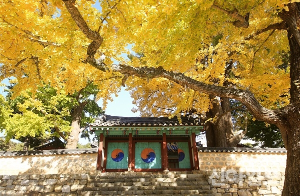 서산시 동문동에 위치한 서산향교 은행나무가 늦가을의 햇살을 받아내며 찬란함을 연출하고 있다.(사진=서산시)