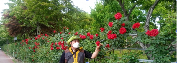 안복현 산림교육전문가는 15일 덩굴장미 앞에서 포즈를 취하고 있다. (사진=정태경 기자)