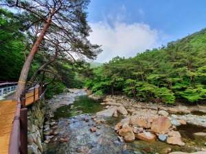 산청군 대원사 계곡길