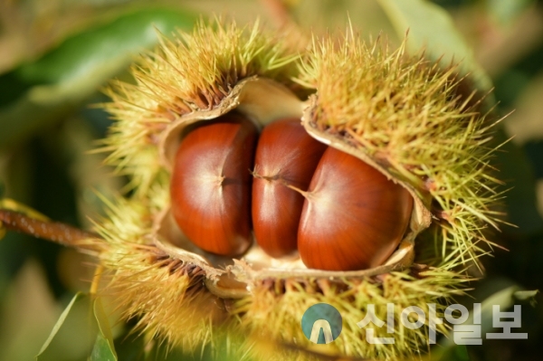 밤나무 신품종 만중.(사진=충남도)