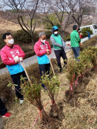 식목일 행사 무궁화 철쭉 식재/ 후보사무실