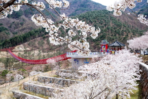 산청 동의보감촌 무릉교 벚꽃 만개 /산청군