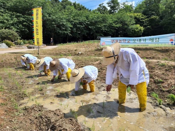 서울시 강동구가 지난 8일 도시농업공원에서 생태논학교 ‘모내기 체험’을 실시했다. (사진=강동구)