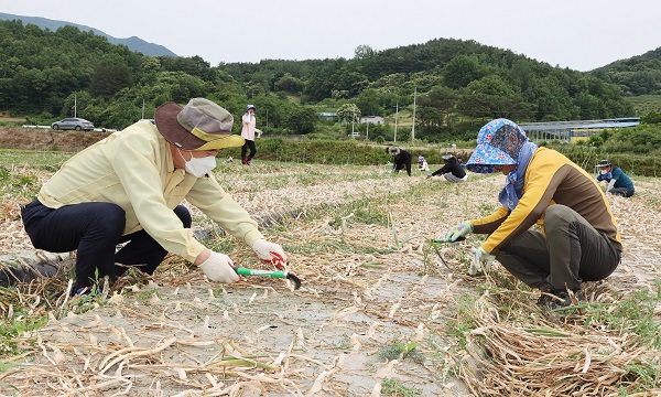 경남 함양군은 일손부족을 겪는 양파재배농가와 과수농가의 어려움을 덜어 주기 위해 농촌일손돕기를 실시했다. (사진=함양군)