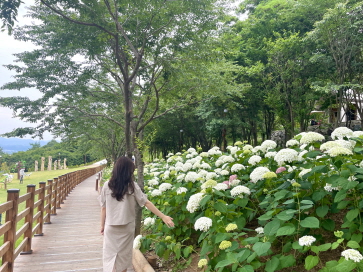 수국축제(숲속의 진주)