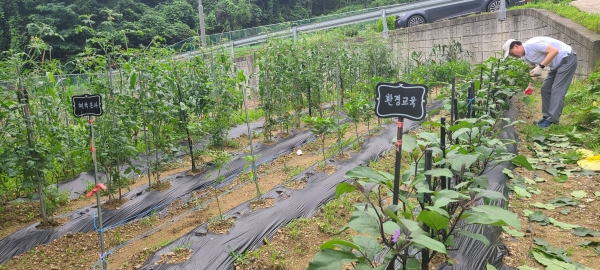 경기 의왕시 내손1동 주민자치위원회는 지난 8일 손수 일군 텃밭의 작물을 경로당에 기부했다. (사진=의왕시 내손1동 주민자치위원회)