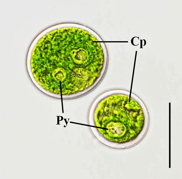 녹조류(Chlorococcum macrostigmatum) 사진