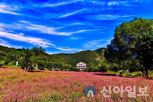 강원 영월 붉은 메밀꽃밭 전경 (사진=영월군)