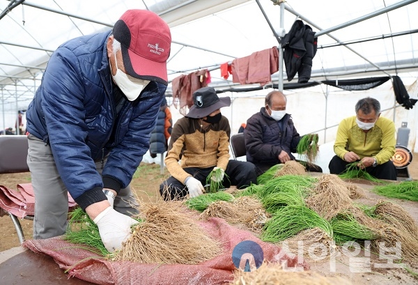 12일 원북면 마산리에서 노인일자리 사업 참여자들이 달래를 수확하는 모습.(사진=태안군)