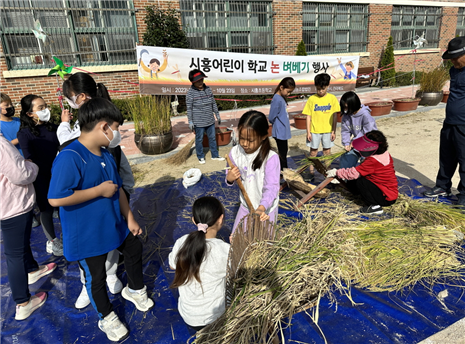 지난11일 시흥초 학생들이 탈곡 체험을 하고 있다.(사진=금천구청)