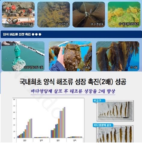 국내 최초 양식 해조류 성장 촉진(2배)성공 표와 비교 사진/제공=제이엠(주)