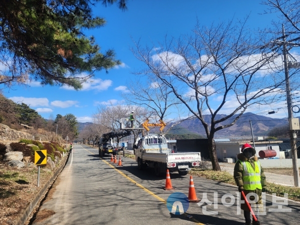 사진 밀양시(밀양아리랑 마라톤코스 가로수 전정)