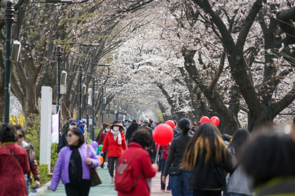 30일 동대문구 봄꽃 축제가 펼쳐진 장안벚꽃길을 걷는 주민들.(사진=동대문구청)