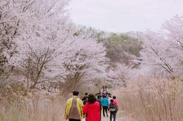 보곡산골 산벚꽃 만개 모습. (사진=금산군)