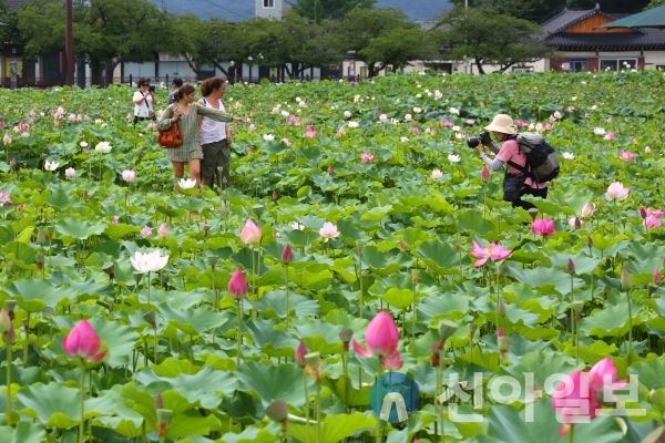 동궁과월지 옆 연꽃단지(사진=경주시)