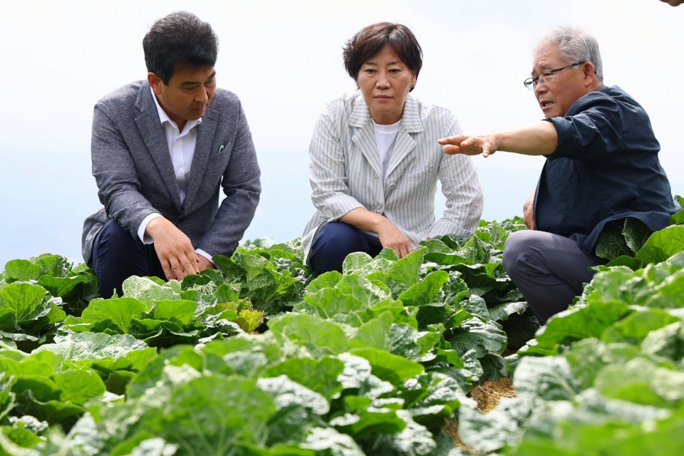 송미령 농식품부 장관(가운데)은 8일 강릉 안반데기를 찾아 고랭지배추 생육상황 및 출하동향을 점검했다. [사진=농식품부]