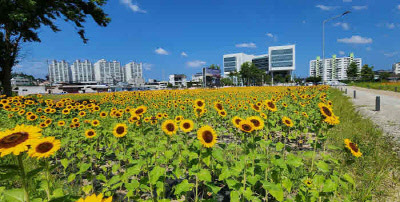 옛 진주역 철길 보행로 해바라기/ 진주시