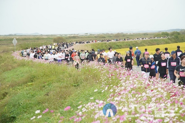 사진은 지난해 2023 서산 코스모스 황금들녘 마라톤대회 모습.(사진=서산시)