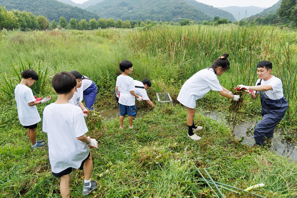 보령 임직원 및 가족들이 황새 습지 부들 제거 등 정화활동을 수행하고 있다. [사진=보령]