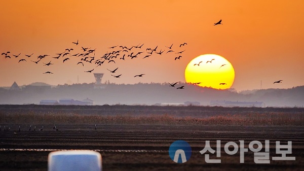 서산 천수만 노을을 수놓으며 여행을 떠나는 흑두루미 떼.(사진=서산시)