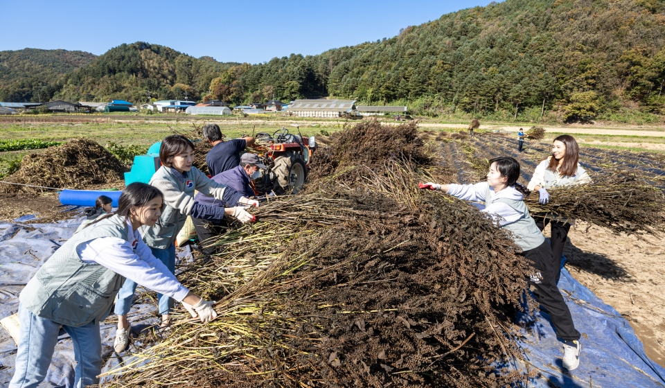 대한항공 임직원 및 가족들이 농가 일손 돕기와 의료 지원 봉사활동을 하고 있다. [사진=대한항공]