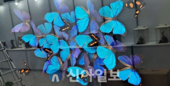 대전곤충생태관, 곤충표본 조형물 특별기획전...화려한 나비액자. 사진=대전시