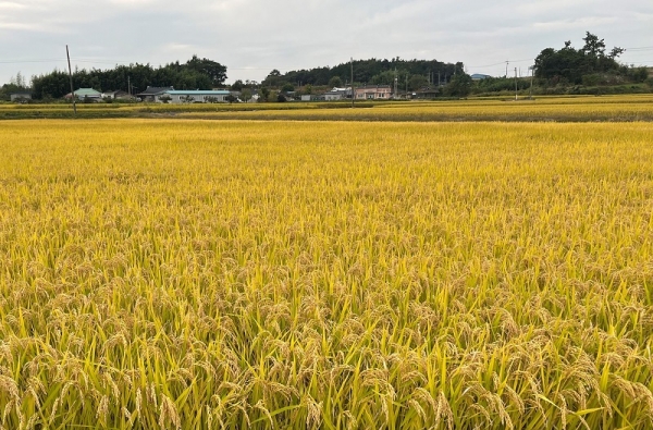 벼 재배단지.(사진=전남도)