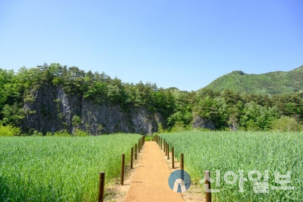 강원도 정선군 정선읍 덕우리 청보리밭 전경 (사진=정선군)