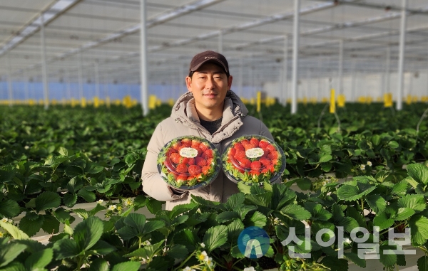 딸기는 다섯 농가 1.15ha에서 재배하여 지난 1월부터 설향 딸기를 출하하기 시작했으며, 당도는 13.2브릭스로 고당도이고 딸기의 맛을 좌우하는 당산 비가 높아 한입 베어 물면 달콤새큼한 향이 입안 가득 퍼져 관내에서 소비가 다 될 만큼 인기